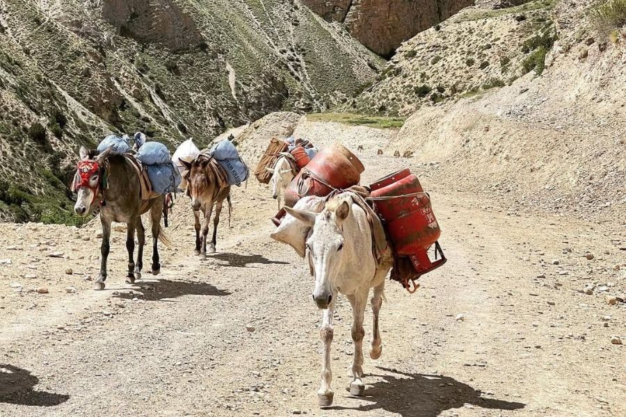 Pack animals carrying supplies on a mountain trail